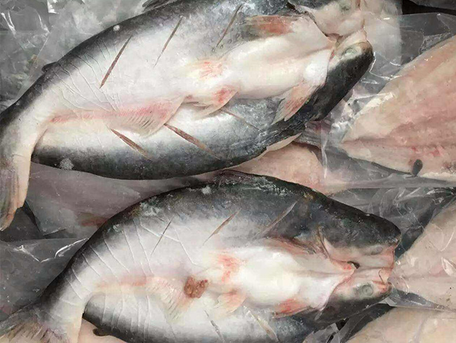 開(kāi)背巴沙魚